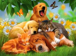 Сон мохнатых