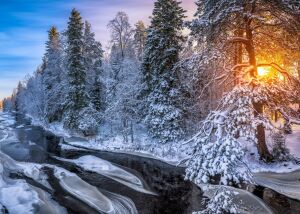 Солнце в зимнем лесу