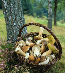 Лесные грибы в корзине