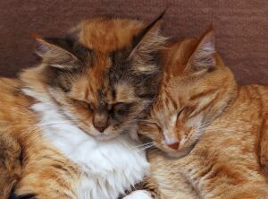 Сон рыжиков