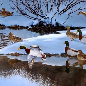 Утки зимой