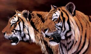 Тигры братья