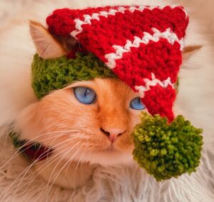 Кот в шапочке