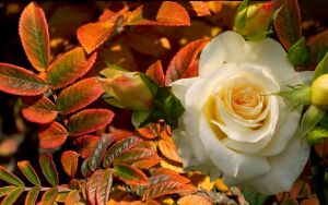 Осенняя роза