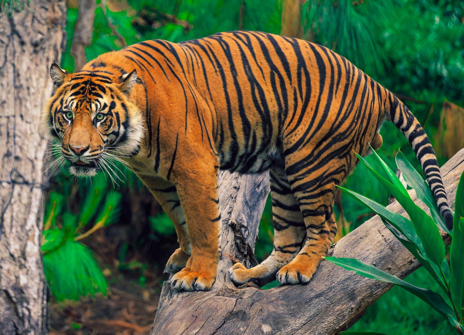 Суматранский зеленоглазый тигр