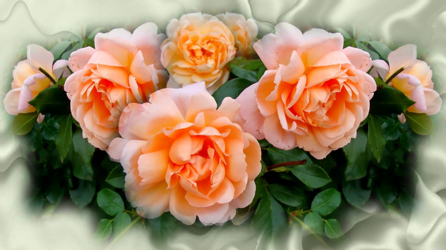 Персиковые розы