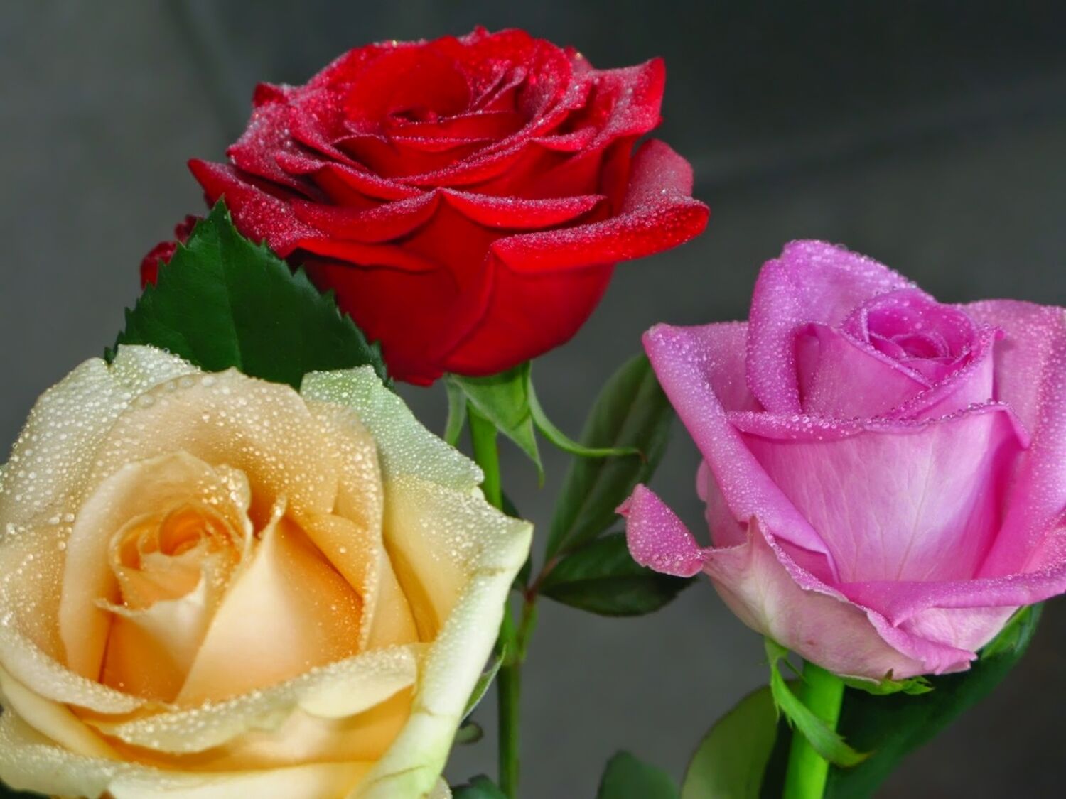 Три розы разных цветов