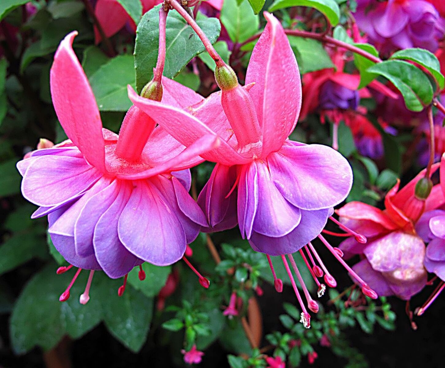 Фуксия фото цветов. Фуксия Fuchsia. Фуксия гибридная Fuchsia hybrida. Фуксия махровая ампельная. Фуксия мелколистная.