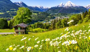 Ромашки и горы