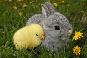 Кролик и цыпленок