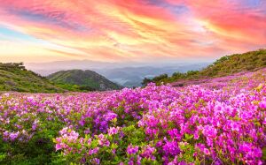 Долина в цветах