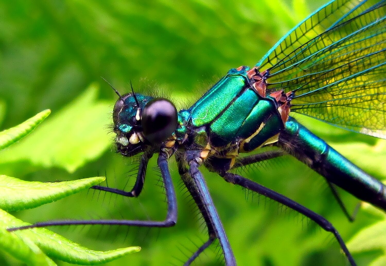 Фото стрекозы. Красотка блестящая (Calopteryx splendens). Стрекоза насекомое. Стрекоза красотка. Красотка-девушка Стрекоза.
