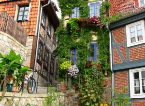 Зеленый дом