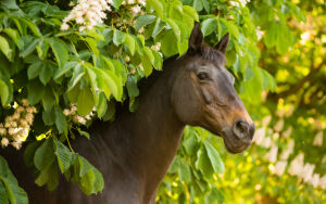 Лошадь и цветы каштана