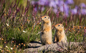 Два суслика