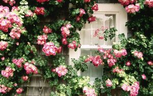 Плетистая розовая роза