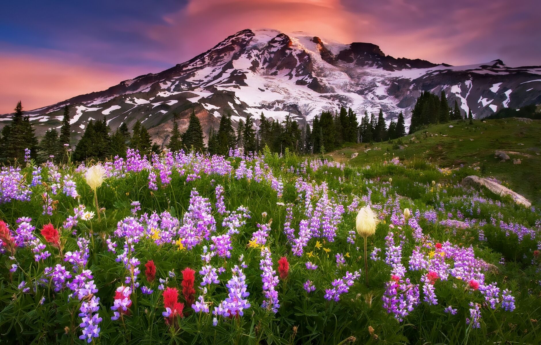 Красивые горные цветы фото