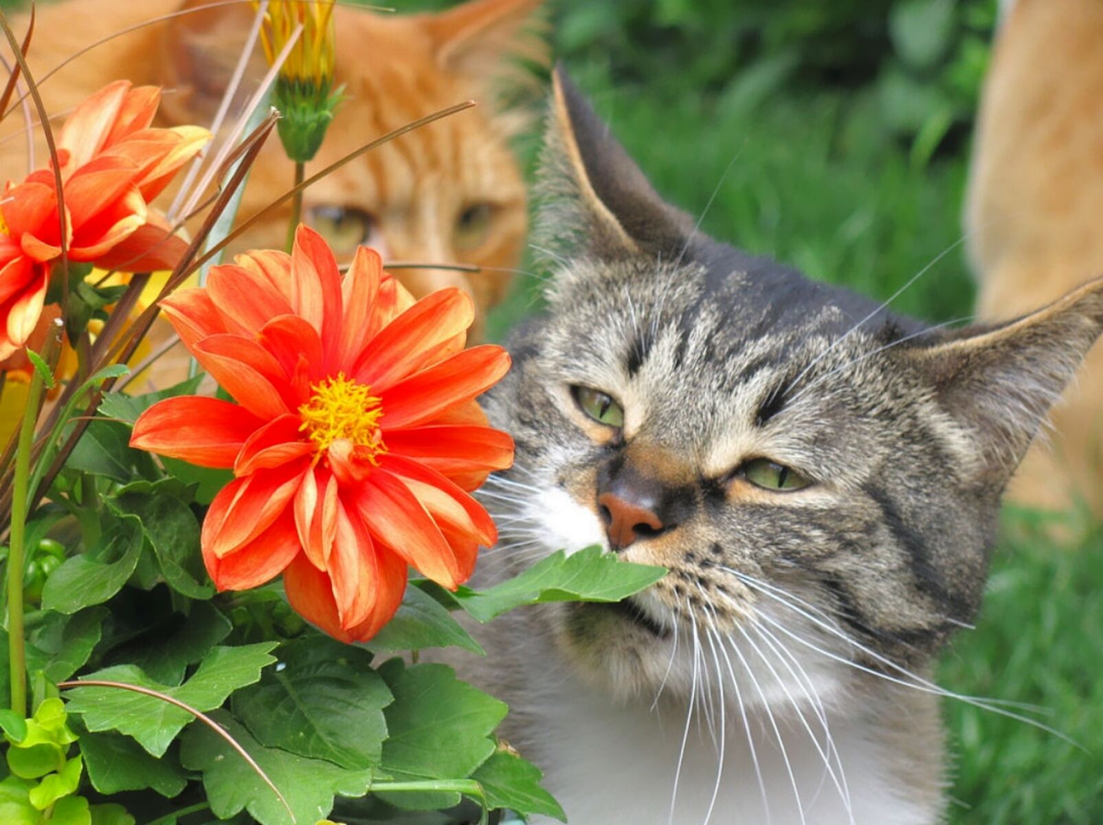 Кот нюхает цветок