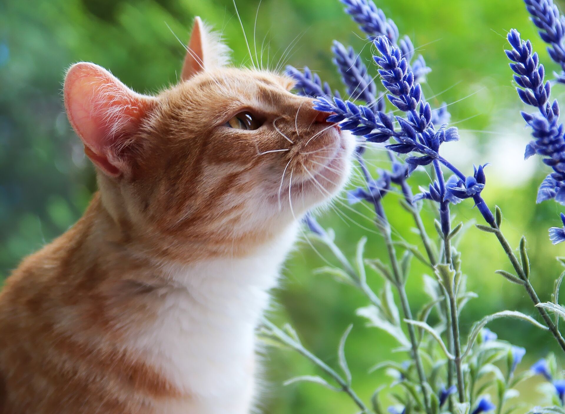Кот и цветочки