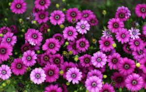 Пурпурные цветы
