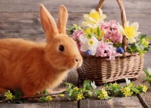 Кролик и цветы в корзине