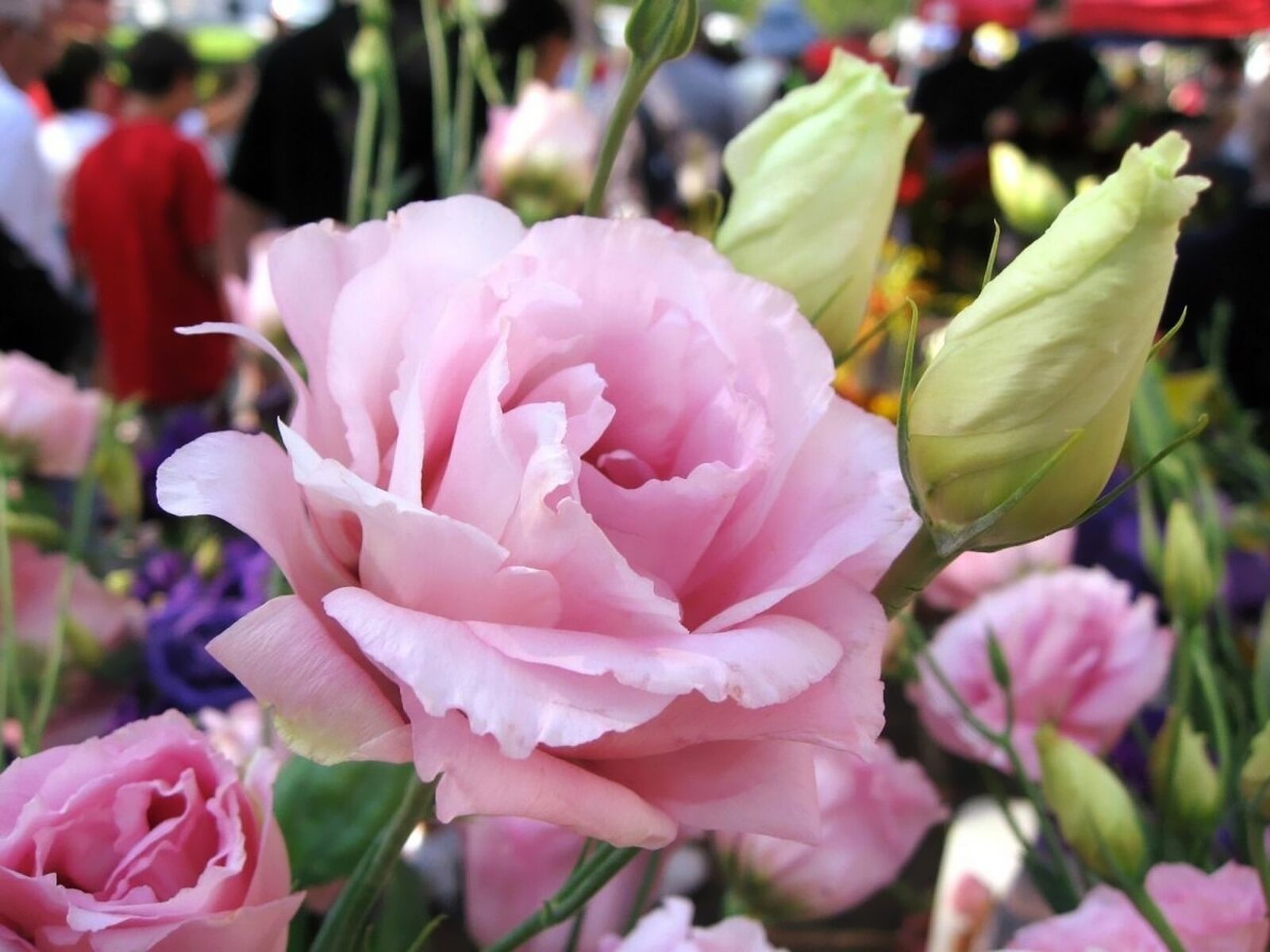 Цветок похожий на розу куст. Розы и эустома. Эустома (Lisianthus).