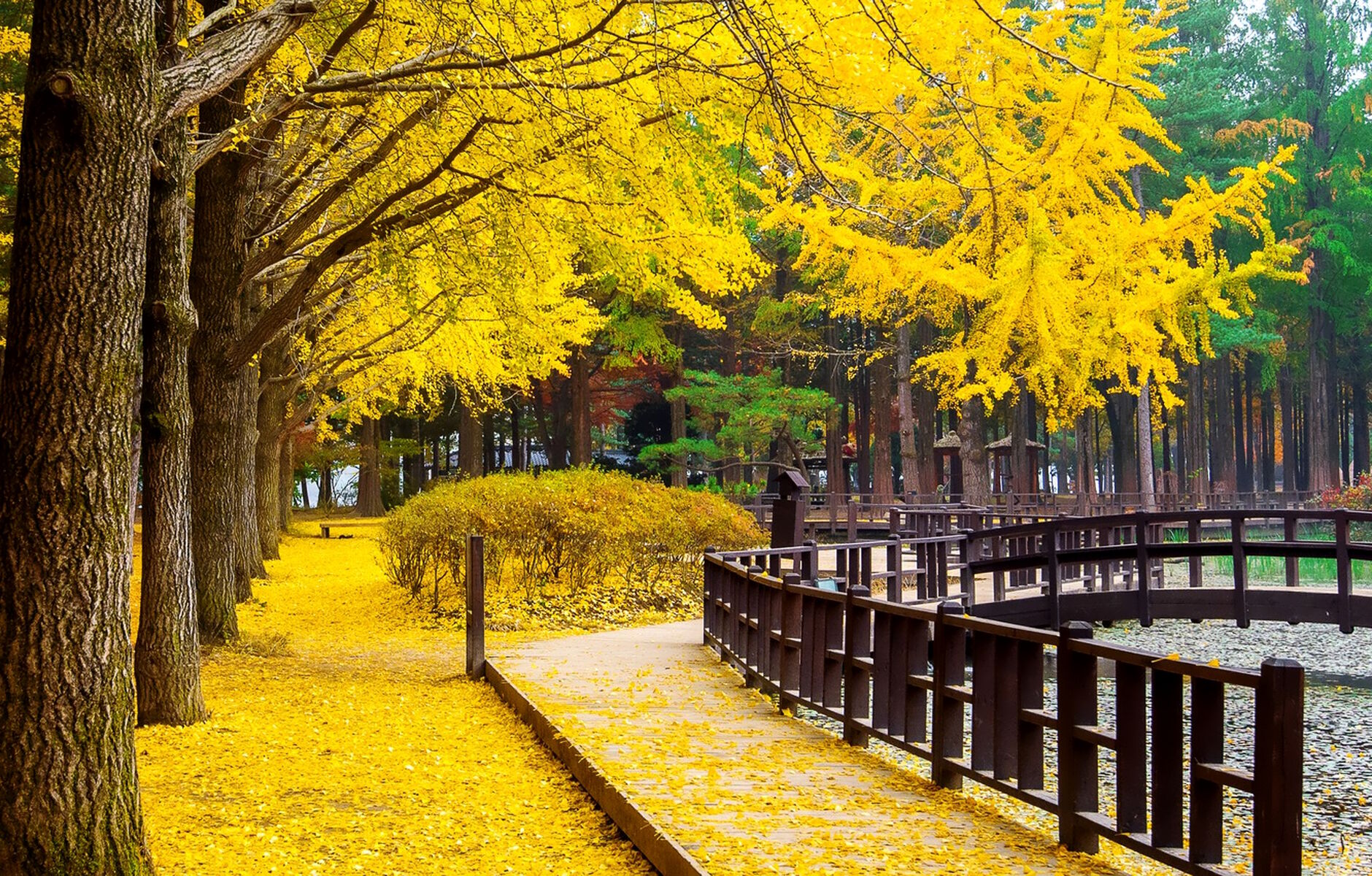Осень в корейском парке
