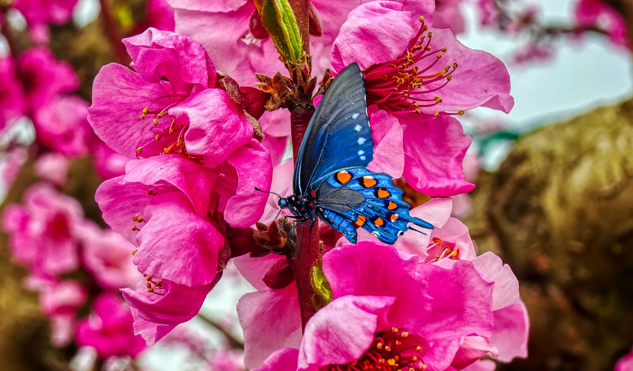 Синяя бабочка на розовых цветах