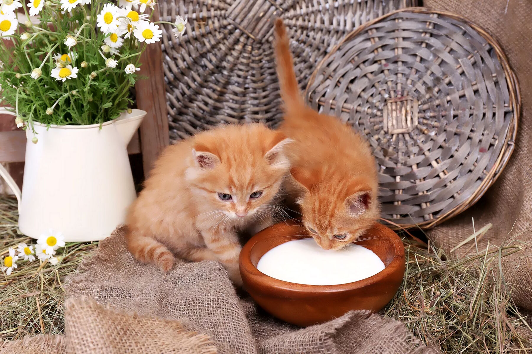 Животные пьют молоко. Котенок рыжий пьет молоко. Котик пьет молоко. Рыжий кот пьет молоко. Рыженький котенок пьет молоко.