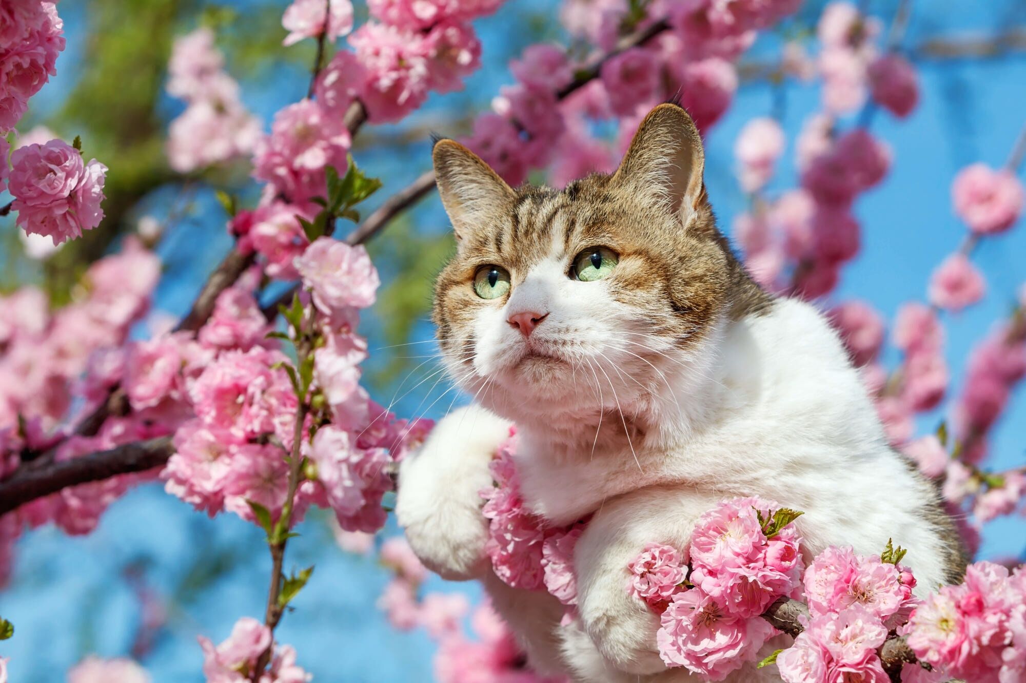 Весна у котов