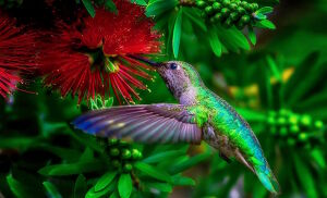 Изумрудная колибри
