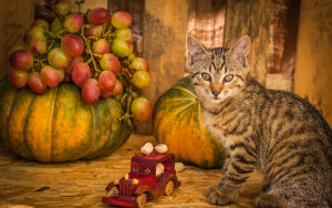 Кот с машинкой