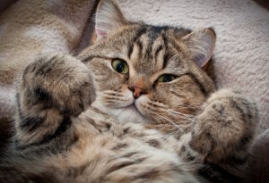 Европейский кот