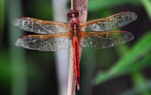 Красная стрекоза