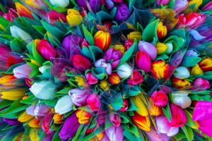 Букеты ярких тюльпанов