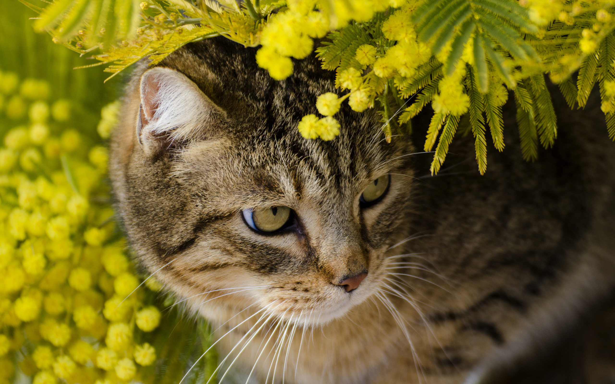Кот в цветах мимозы