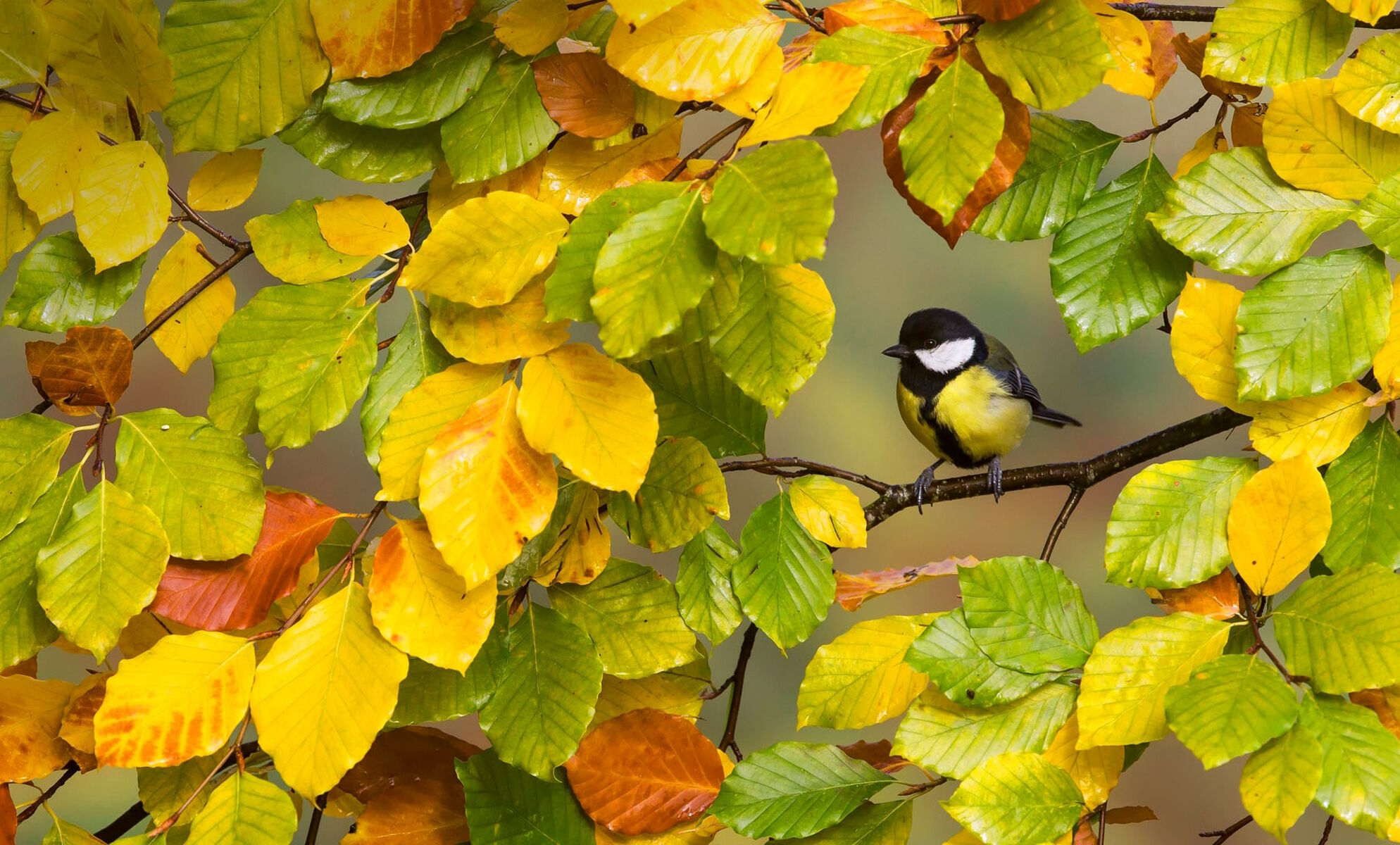 Fall bird. Осенние птицы. Птицы в листве. Осень птицы. Птицы осенью.