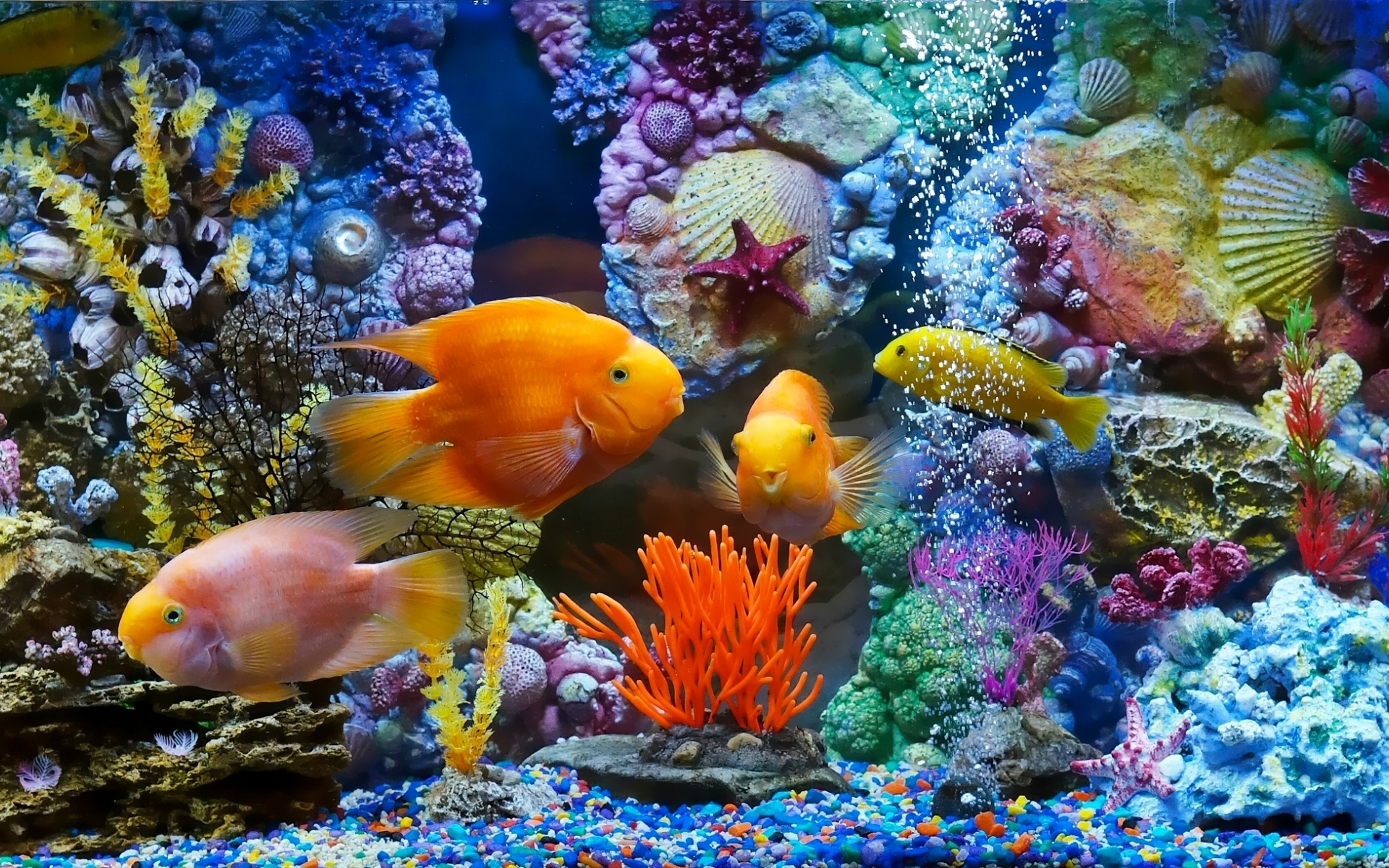 Рыбки в аквариуме
