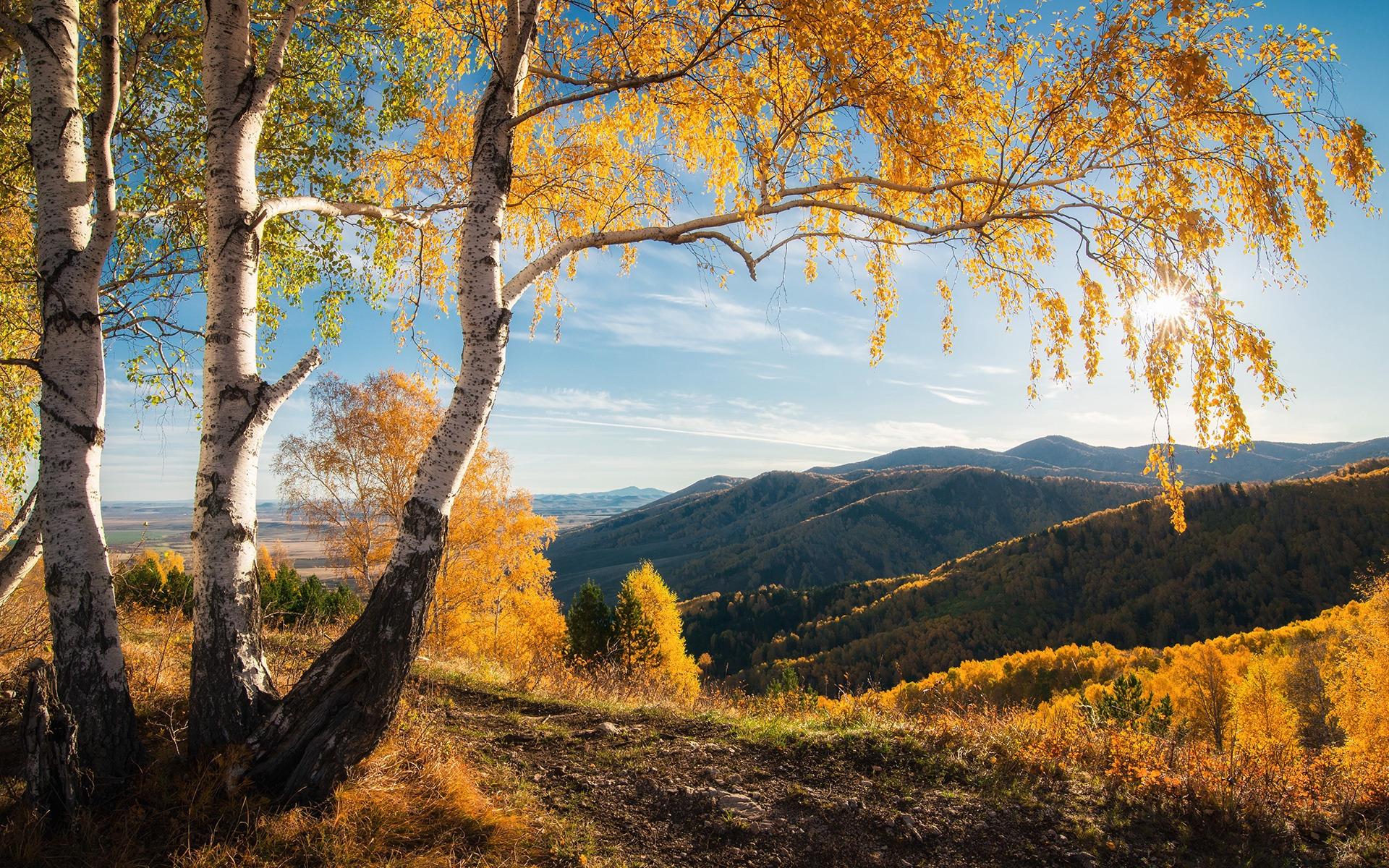 Пейзажи это что. Золотая осень горный Алтай Белокуриха. Природа Алтайского края лес. Леса Алтайского края осень. Природа Алтайского края березы.