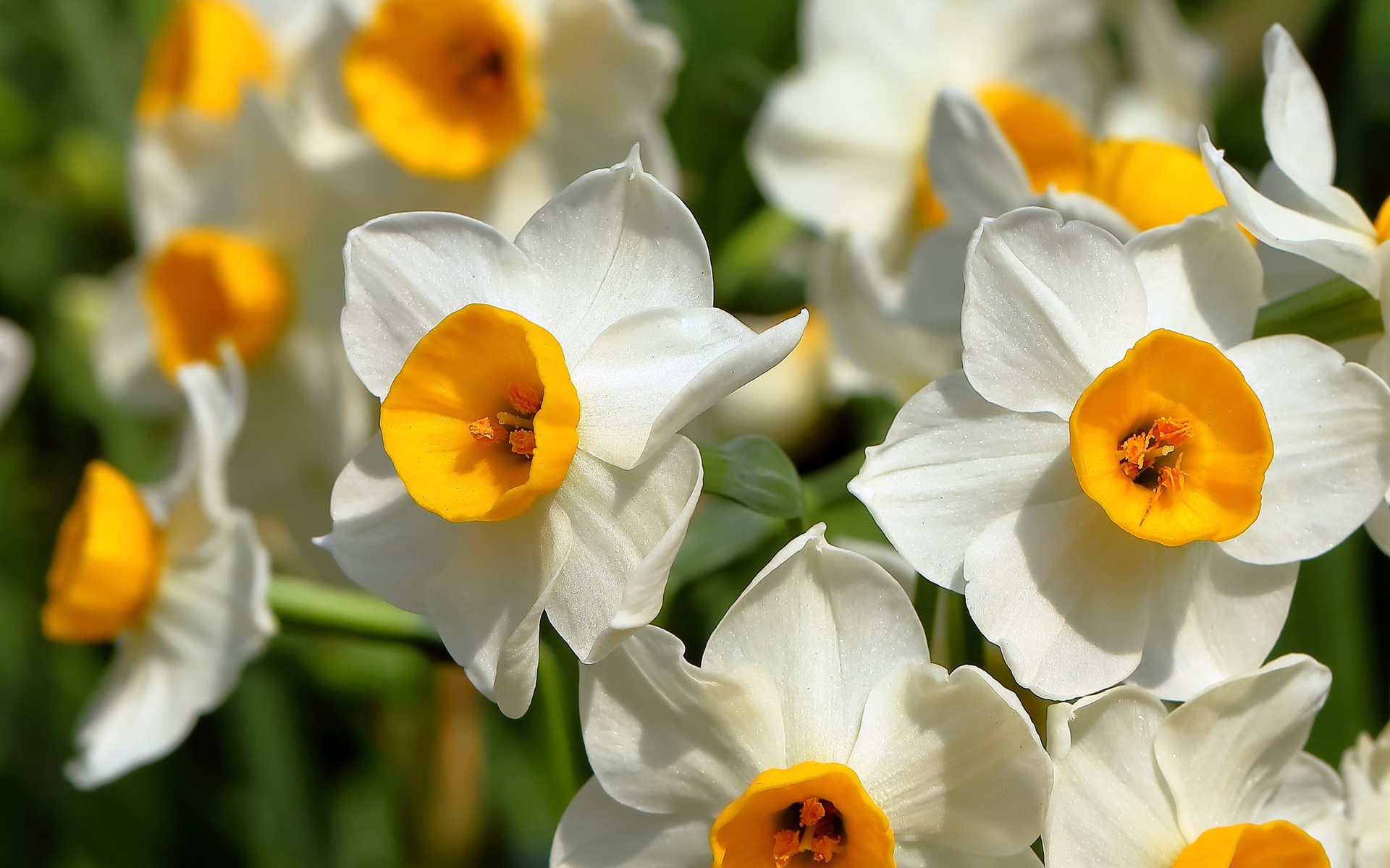 Daffodil Нарцисс