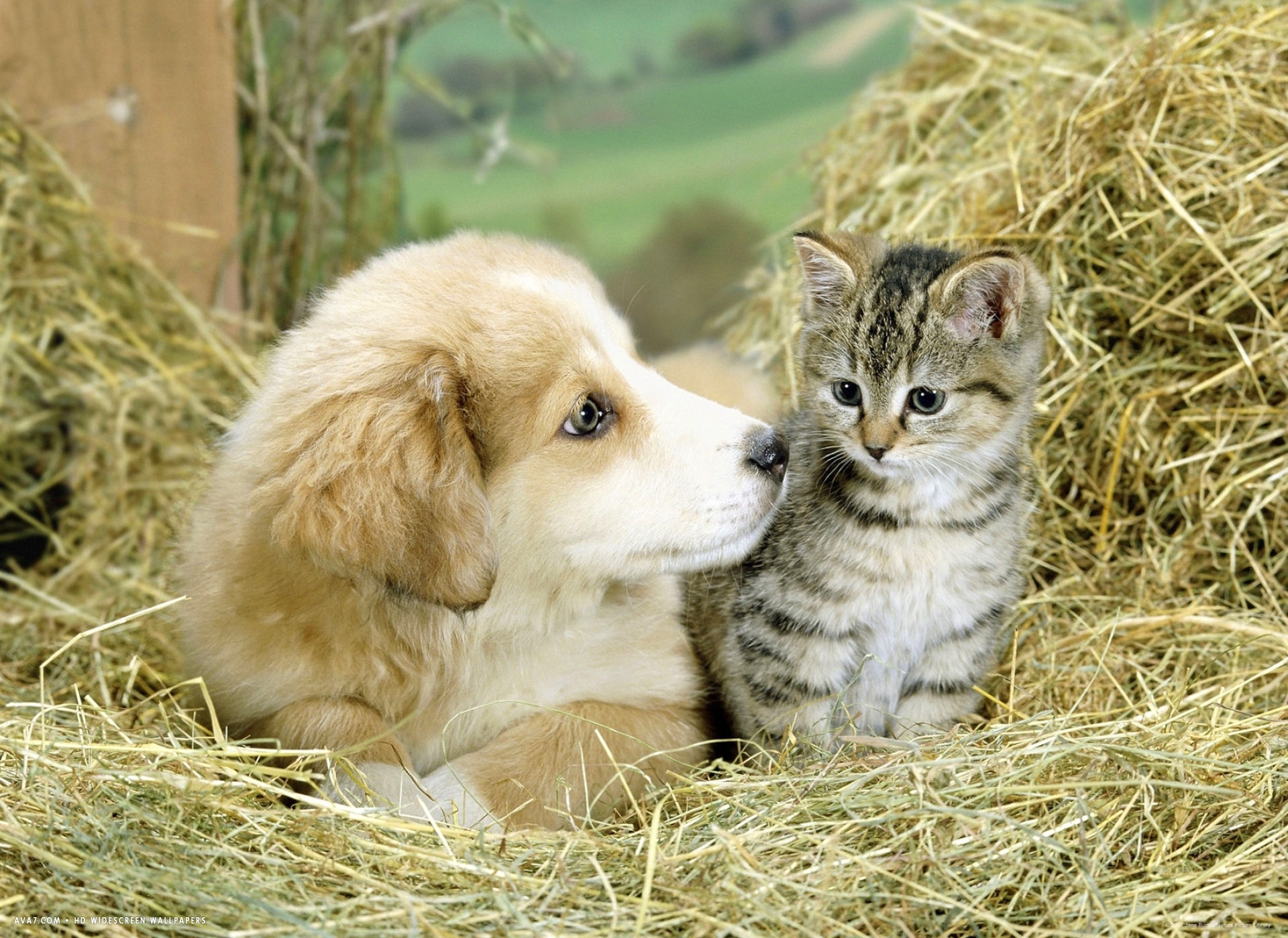 Картинки котят и щенят. Собачки и кошечки. Милые собачки и кошечки. Щенок и котенок. Милые котята и щенки.