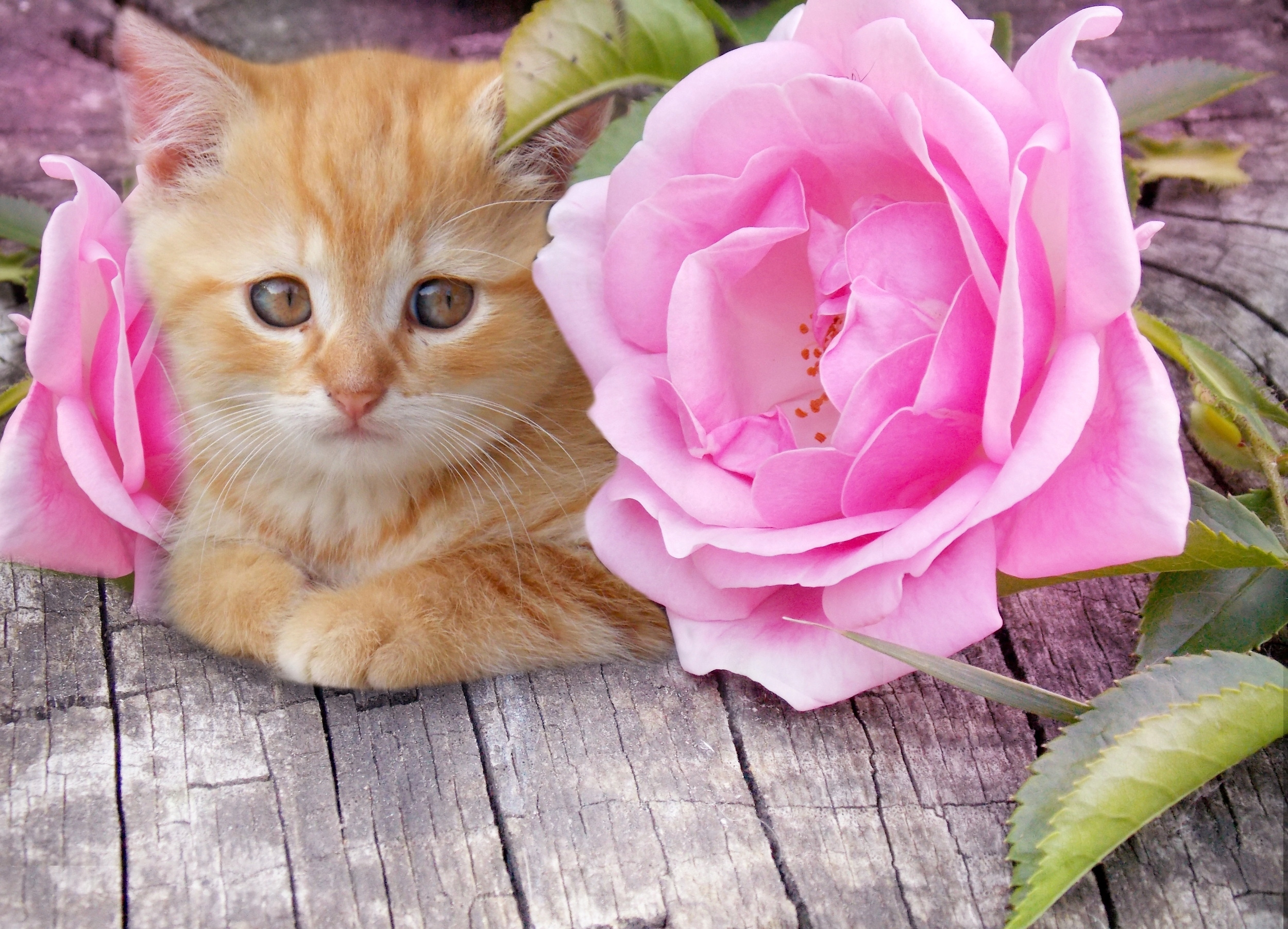 Котенок и роза