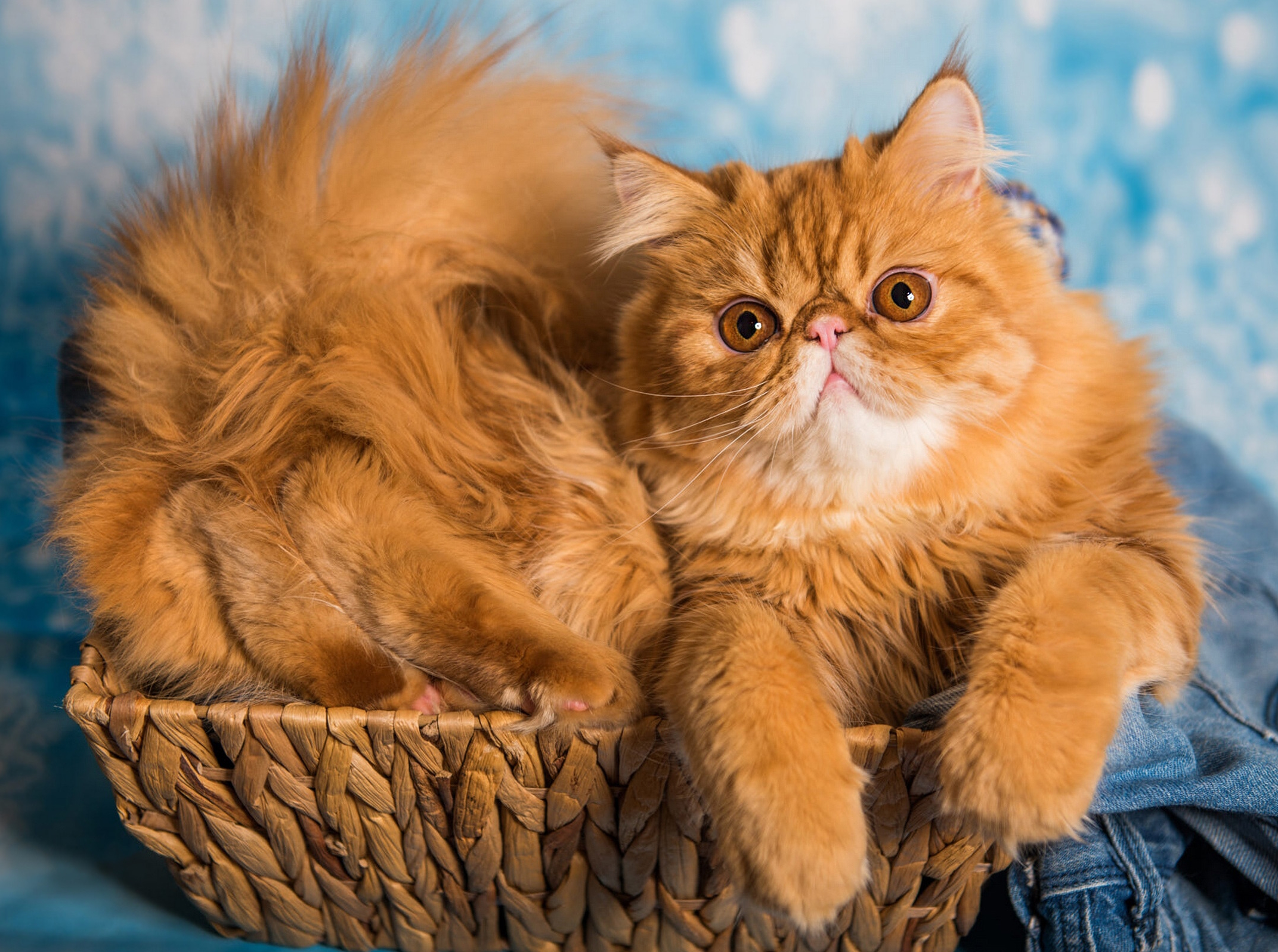 Персидская рыжая кошка