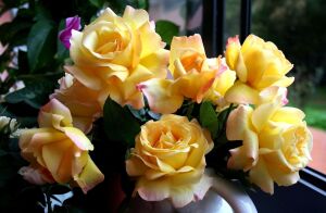 Желтые розы у окна