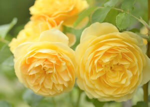 Желтые нежные розы