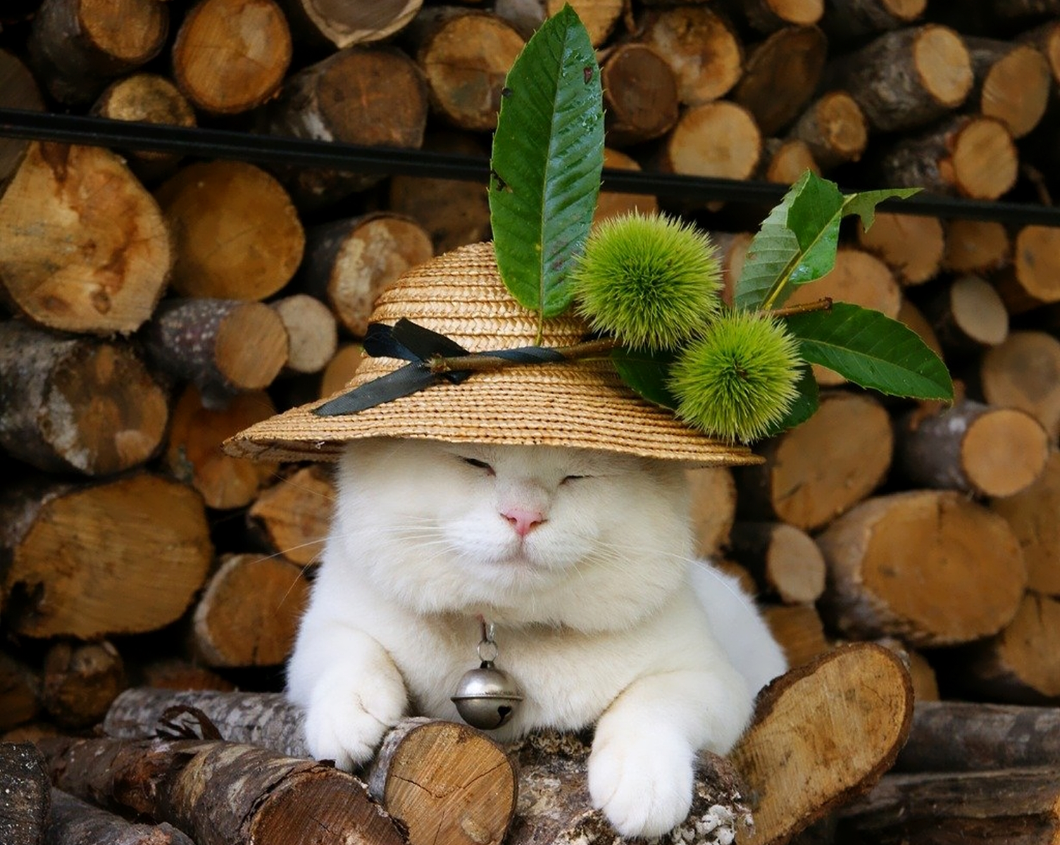 Котик в шляпке
