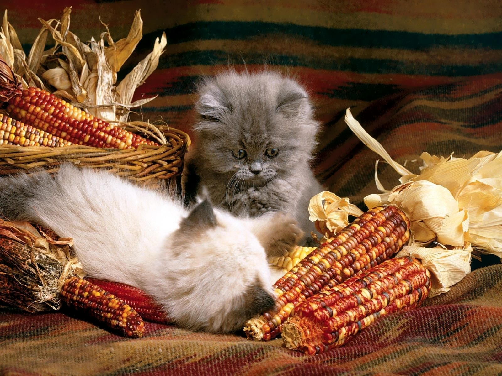 Котята и кукуруза