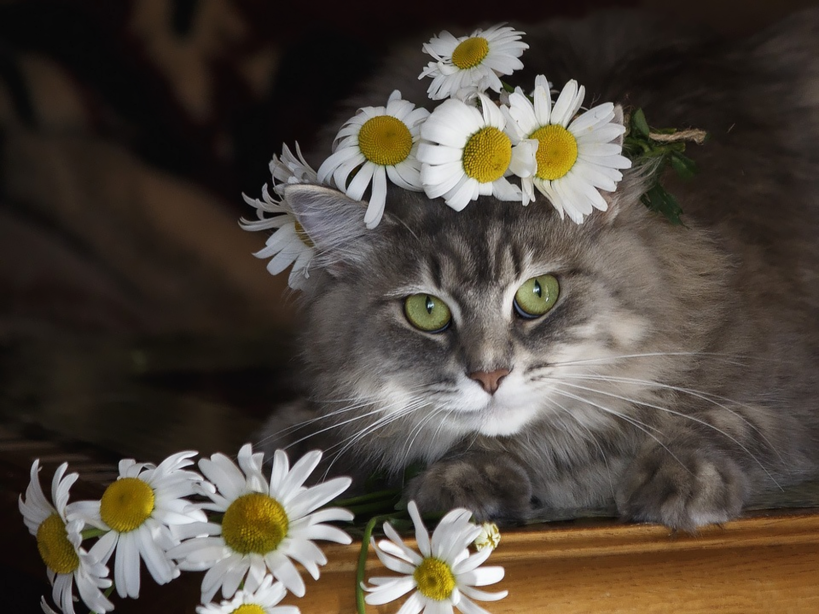 Ромашковая кошка. Кошка в ромашках. Кошка с венком. Кошечка с ромашками. Кошка в венке из цветов.