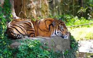 Суматранский тигр на камне