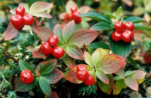 Волчьи ягоды